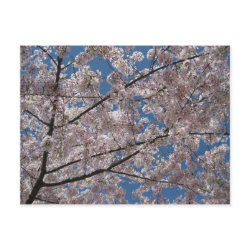 Cherry Blossom Postcard postcard