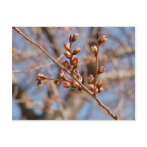 cherry blossom postcard by LuckyLass cherry blossom postcard