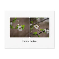 Cherry Blossom Postcard by SabineSt Cherry Blossom Postcard
