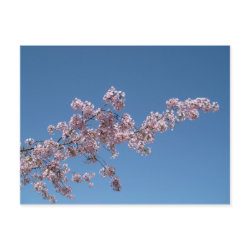 Cherry Blossom Postcard postcard