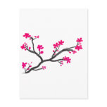 cherry blossom post cards