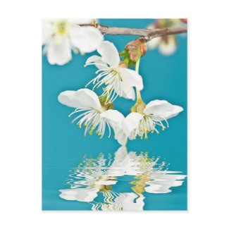 Cherry-blossom Postcard postcard