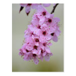 Cherry Blossom Postcards