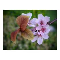 Cherry Blossom posters