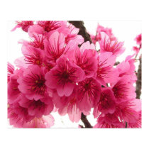 Cherry blossom posters by herooftheuniverse Cherry blossom posters