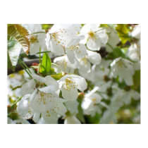 Cherry Blossom poster posters