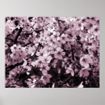 Cherry Blossom Print