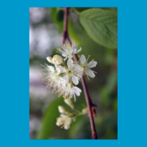 Cherry Blossom Poster posters