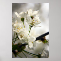 Cherry Blossom posters