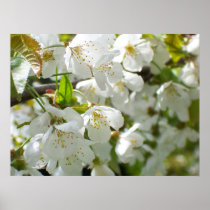 Cherry Blossom poster posters