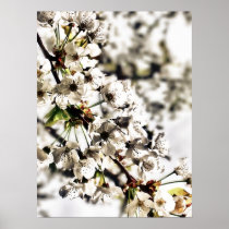 Cherry Blossom Print