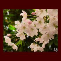 Cherry Blossom Print White Flower Poster Print posters