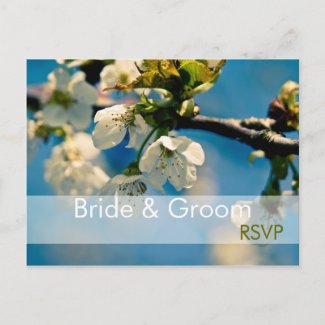 Cherry Blossom • RSVP Postcard postcard