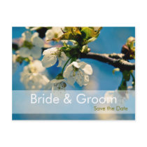 Cherry Blossom • Save the Date Postcard by SabineStGreetings Cherry Blossom • Save the Date Postcard