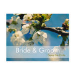 Cherry Blossom • Save the Date Postcard