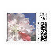 Cherry Blossom Small Postal  Wedding Postage