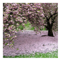 cherry blossom spring poster posters