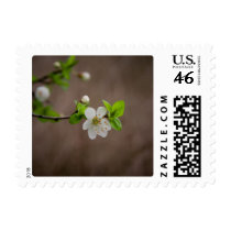 Cherry Blossom Stamp