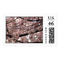 Cherry Blossom Stamps by Llywellyn Cherry Blossom Stamps