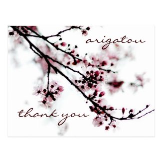 Cherry Blossom Thank You Postcards