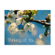 Cherry Blossom Thinking of You Postcard by SabineStGreetings Cherry Blossom Thinking of You Postcard