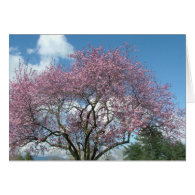 Cherry Blossom Tree Cards
