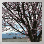 Cherry Blossom Tree Poster