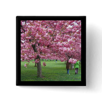 Cherry blossom trees pin