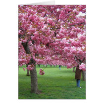 Cherry blossom trees greeting card