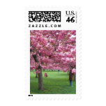 Cherry blossom trees postage stamps