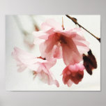 Cherry Blossom Wall Art Poster