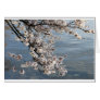 Cherry Blossom Washington DC