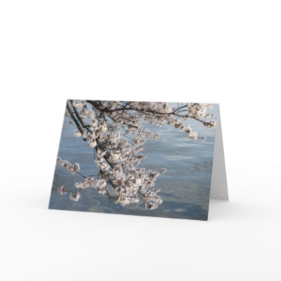 cherry blossom Washington DC Card by dcphoto
