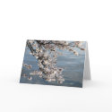 cherry blossom Washington DC cards by dcphoto cherry blossom Washington DC cards