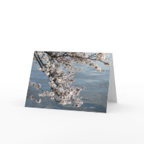 cherry blossom Washington DC cards by dcphoto cherry blossom Washington DC cards