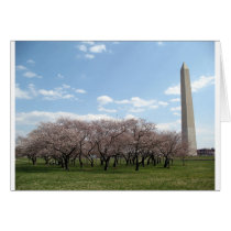 cherry blossom Washington dc Greeting Cards