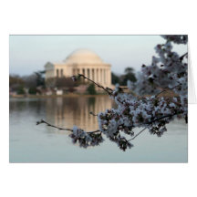 Cherry Blossom Washington DC Card