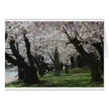 Cherry Blossom Washington DC Card