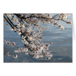 cherry blossom Washington DC Card