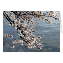 cherry blossom Washington DC Card