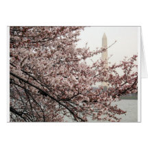 Cherry Blossom Washington DC Greeting Cards