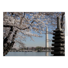 Cherry Blossom Washington DC Greeting Cards