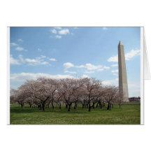 cherry blossom Washington dc Greeting Cards