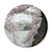 Cherry Blossom Washington DC Magnets