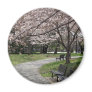 Cherry Blossom Washington DC