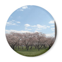 cherry blossom Washington dc magnets
