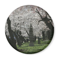 Cherry Blossom Washington DC Fridge Magnet