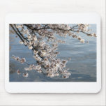 Cherry Blossom Washington DC Mouse Pad