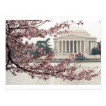 Cherry Blossom Washington DC Post Card