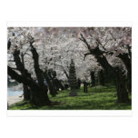 Cherry Blossom Washington DC Post Cards